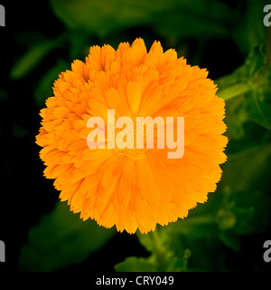 Primo piano di un singolo marigold arancione, sparato dall'alto, che cresce in un giardino britannico. Foto Stock