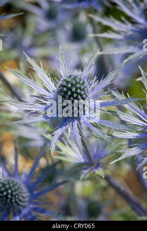 I fiori blu spiky di Eryngium x zabelii 'Jos Eijking' che crescono in un giardino di York. REGNO UNITO Foto Stock