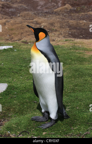 Pinguino reale al punto di volontariato, Est isola Falkland Foto Stock