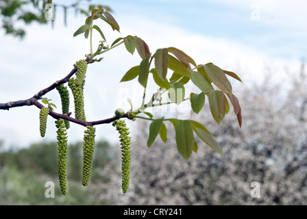 Fiore di noce close up Foto Stock