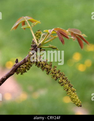 Fiore di noce close up Foto Stock