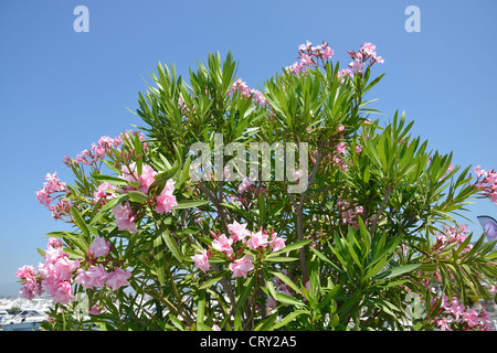 Oleandro bush, Cannes, Côte d'Azur, Alpes-Maritimes, Provence-Alpes-Côte d'Azur, in Francia Foto Stock