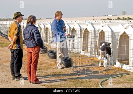 Organic dairy farm in Ballico, California Foto Stock