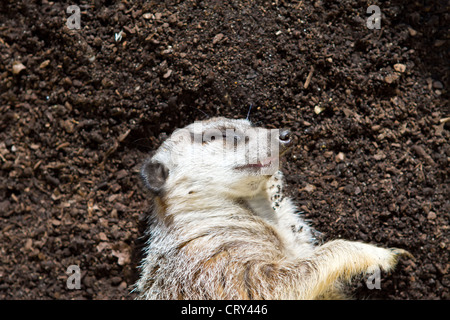 Un meerkat dormire sul fango Foto Stock