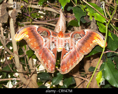 Atlas moth (Attacus atlas), il più grande gruppo di falene nel mondo, nella casa delle farfalle presso lo Zoo di Londra, Inghilterra Foto Stock