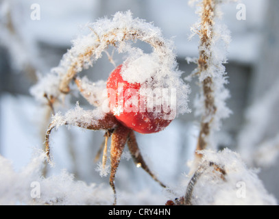 Rosa Mosqueta sotto la neve Foto Stock