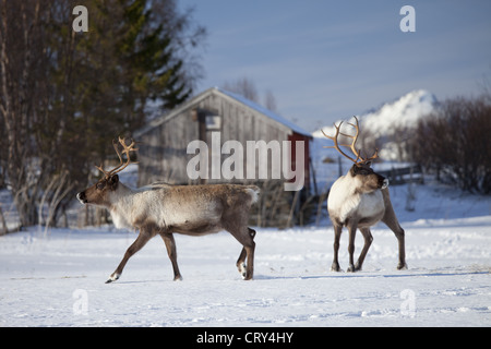 Allevamento di renne nella neve nel paesaggio artico a Kvaløysletta, Isola Kvaloya, Tromso in Circolo Polare Artico nord della Norvegia Foto Stock