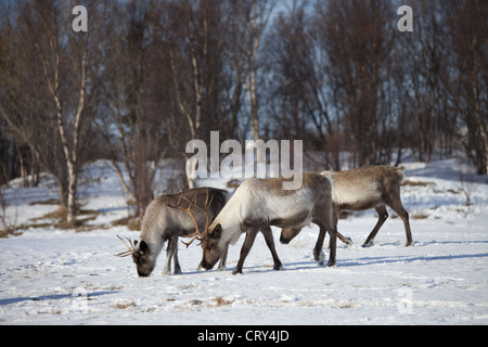 Allevamento di renne che pascolano nella neve nel paesaggio artico a Kvaløysletta, Isola Kvaloya, Tromso in Circolo Polare Artico nord della Norvegia Foto Stock