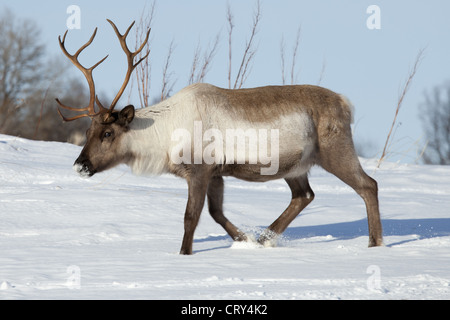 La renna in roaming nella neve nel paesaggio artico a Kvaløysletta, Isola Kvaloya, Tromso in Circolo Polare Artico nord della Norvegia Foto Stock