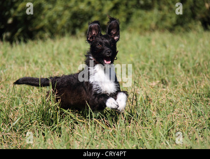 Barboncino in miniatura jack russell terrier cross Foto Stock