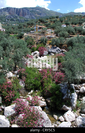 Ruscello di montagna (Rio Sabar), tra Periana e Rio Gordo, regione di Axarquia, provincia di Malaga, Andalusia, Spagna, Europa occidentale. Foto Stock