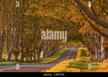 Il faggio viale alberato che corre attraverso il Kingston Lacy station wagon nel Dorset. Foto Stock