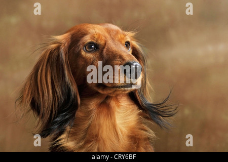 Con i capelli lunghi Bassotto (Canis lupus familiaris), ritratto di rosso adulto Foto Stock