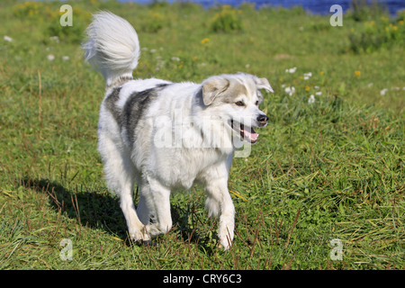 Ciobanesc Romanesc Carpatin Canis lupus familiaris Foto Stock