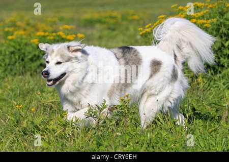 Ciobanesc Romanesc Carpatin Canis lupus familiaris Foto Stock