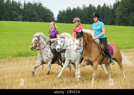 Tre giovani piloti sul pony di razza differente al galoppo su un campo di stoppie Foto Stock