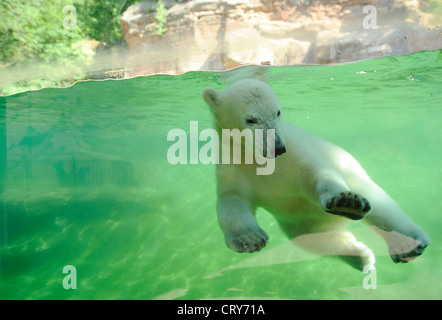 Orso polare Ursus maritimus Thalarctos maritimus Foto Stock