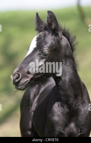 Pony Connemara (Equus caballus ferus). Ritratto di nero con puledro blaze Foto Stock