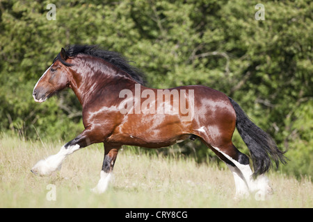 Shire Horse stallone Huw galoppo prato Foto Stock