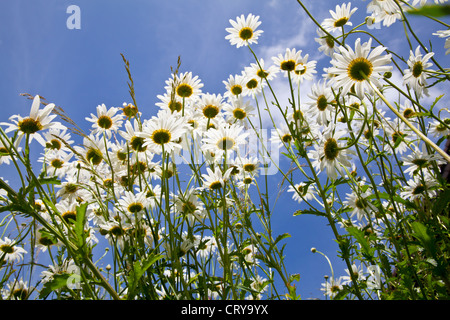 Birds Eye view sotto fiori bianchi Foto Stock