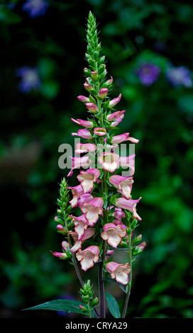 Foxglove rosa di illuminazione Foto Stock