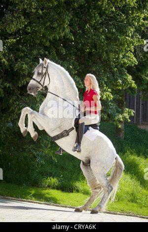 Pura spagnola cavalli stalloni andalusi Napoleone con la donna rider allevamento Foto Stock