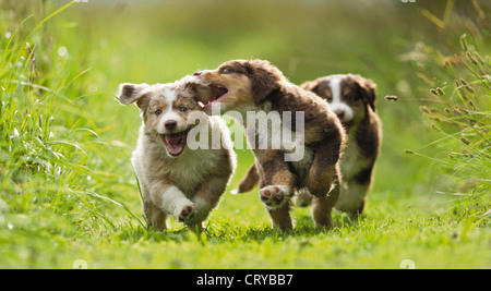 Miniatura pastore australiano tre cuccioli in esecuzione e riproduzione di erba Foto Stock