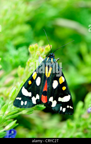 Scarlet tiger moth callimorpha dominula Foto Stock