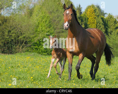 Oldenburg Warmblood. Mare con prato per trotting di fume Foto Stock