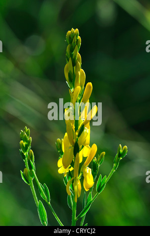 Dyer's greenweed fiori. Dorset, Regno Unito Giugno 2012 Foto Stock