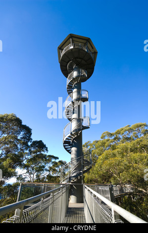 Cavalieri Lookout Tower, Illawarra Fly Tree Top Walk, vicino a Wollongong, Nuovo Galles del Sud, Australia Foto Stock