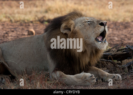 Nero-maned maschio di leone ruggente Foto Stock