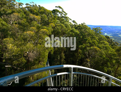 Illawarra Fly Tree Top Walk, vicino a Wollongong, Nuovo Galles del Sud, Australia Foto Stock