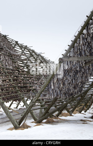 Stoccafisso cod essiccazione su rack tradizionali, hjell, nel Circolo Polare Artico sull isola di Ringvassoya in Tromso, Norvegia settentrionale Foto Stock