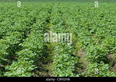 Righe di bussole di patate in un campo Foto Stock