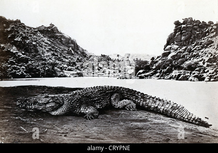 Coccodrillo su un banco di sabbia, Egitto, 1857, Francis Frith Foto Stock