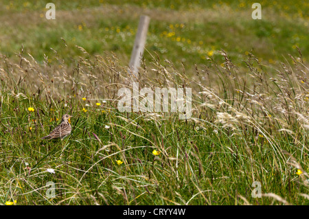 Un allodola Alauda (arvense) mimetizzata in erba lunga. Foto Stock