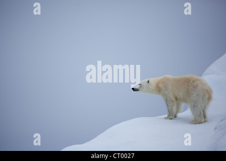 Lone orso polare su un iceberg guardando in lontananza. Fotografia scattata in Svalbard. Foto Stock