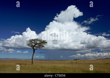 Un lone tree sulle pianure del Masai Mara, Kenya Foto Stock
