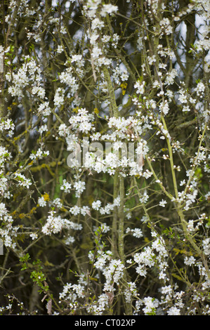 Fiore di Biancospino, Crataegus monogyna, in primavera in Swinbrook in Cotswolds, Oxfordshire, Regno Unito Foto Stock