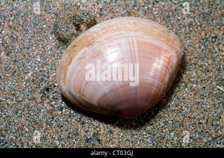 Radiati trogolo Shell (Mactra stultorum / Mactra corallina: Mactridae) un esposto dei bivalvi vivi sulla sponda inferiore, REGNO UNITO Foto Stock