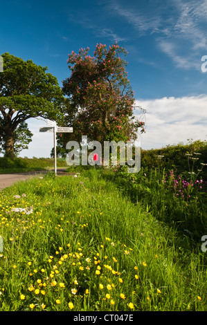 Un'erba verga e un hedgerow pieno di fiori selvatici all'inizio dell'estate accanto a una stretta corsia di campagna nel Northamptonshire, Inghilterra Foto Stock