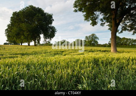 Una fila di alberi di cenere crescente tra un raccolto di grano di maturazione illuminato da bassa luce del sole serale nei pressi di Holdenby, Northamptonshire, Inghilterra Foto Stock