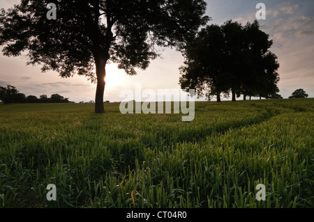 Una fila di alberi di cenere retroilluminati da bassa sole serale, crescente tra un raccolto di grano di maturazione nei pressi di Holdenby, Northamptonshire, Inghilterra Foto Stock