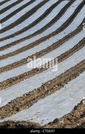 La coltivazione del mais con un sottile strato di plastica degradabile Foto Stock