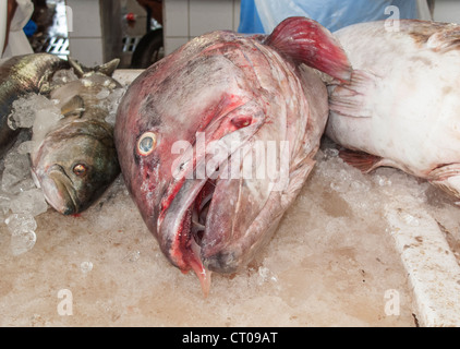 Pesce pesce nel Souk di Dubai, Emirati arabi uniti Foto Stock