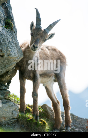 Giovani Alpine Ibex (lat. Capra ibex) sul Brienzer Rothorn, Svizzera Foto Stock