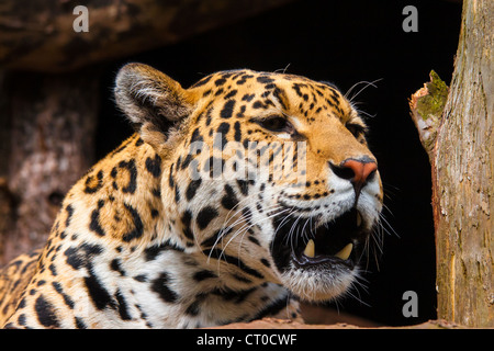 Ritratto di una donna Jaguar (Panthera onca) Foto Stock