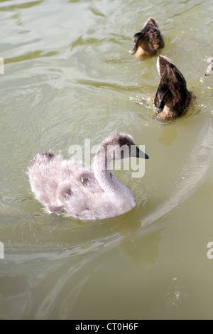 Un giovane sygnet in un piccolo lago Foto Stock