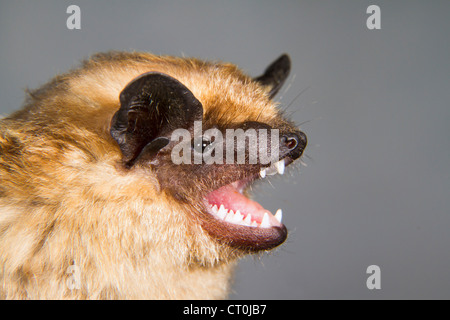 Il subedema bat (Eptesicus serotinus) verticale (la Repubblica della Georgia, nel Caucaso). Foto Stock